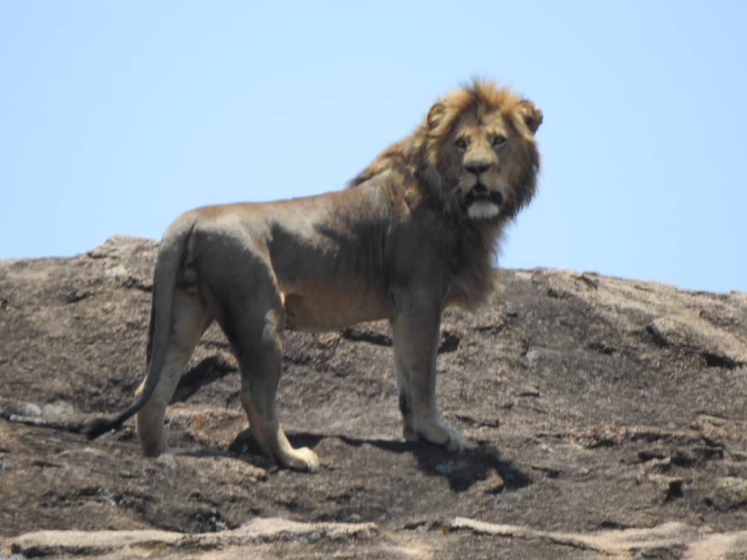2-Day Mid-range Tanzania Safari