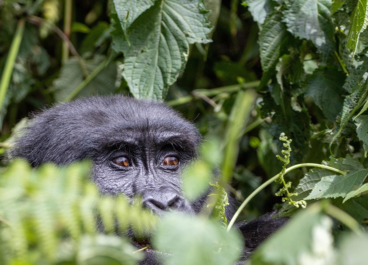8-Days Ultimate Uganda Wildlife & Gorilla Safari