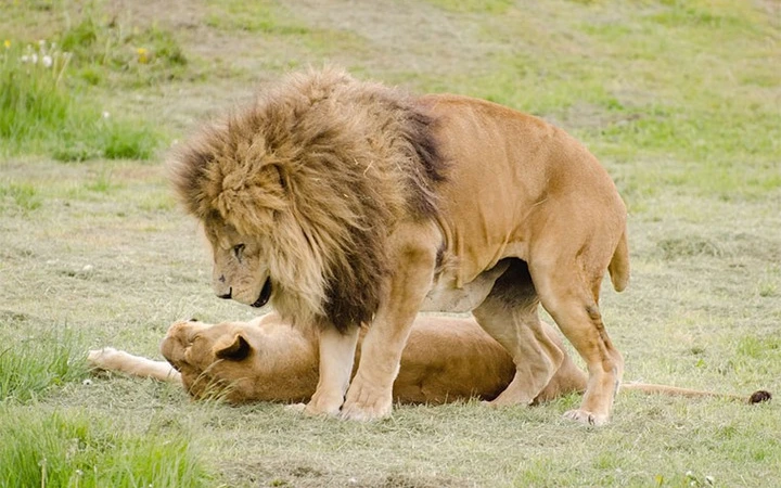 7-Days African Sunset Adventure Safari