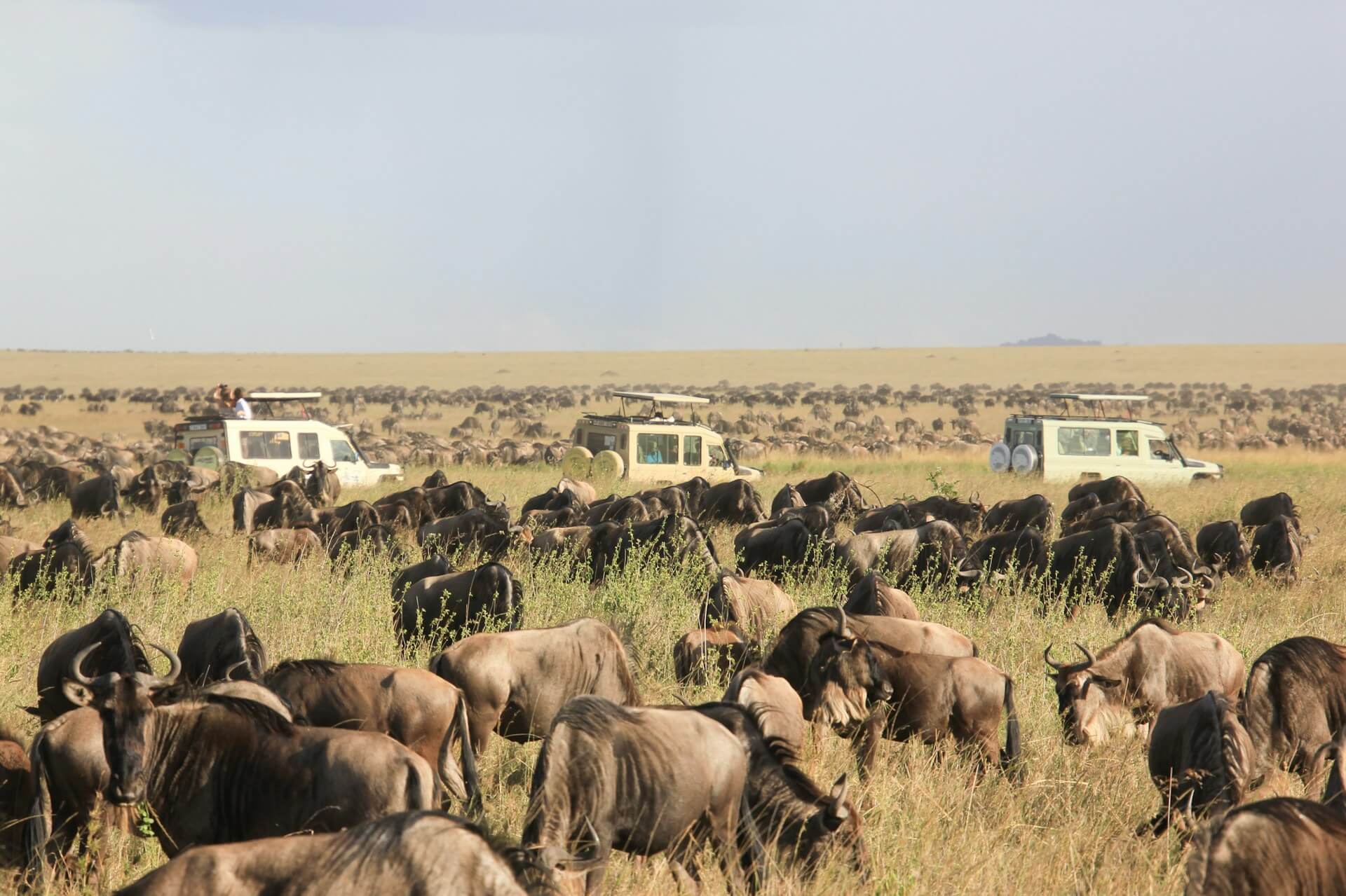 4 Days Tanzania Safari – Explore Serengeti, Ngorongoro & Tarangire
