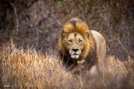 Tarangire, Serengeti & Ngorongoro