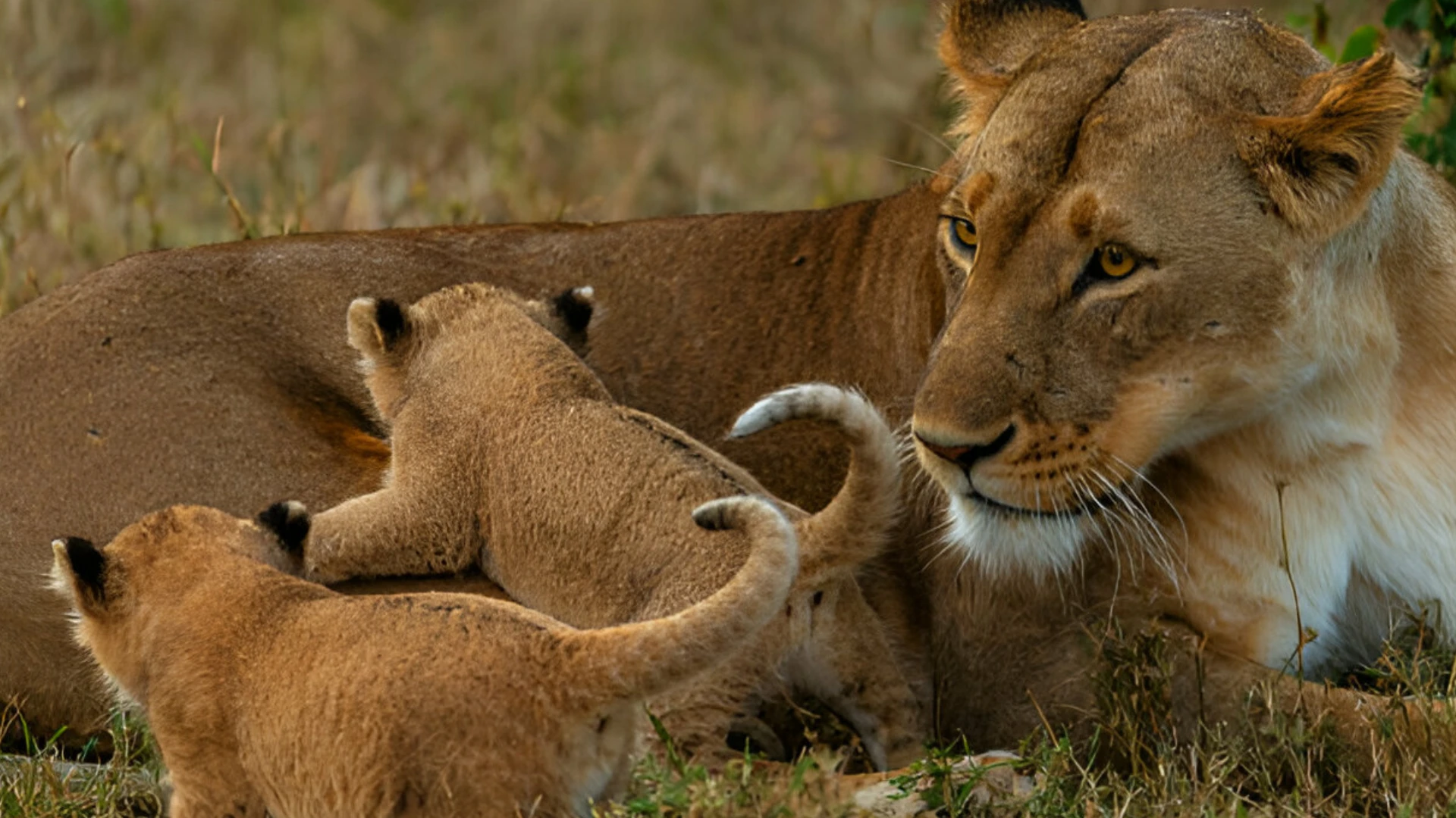 3 DAY SAFARI SERENGETI NATIONAL PARK AND NGORONGORO CRATER FROM ZANZIBAR