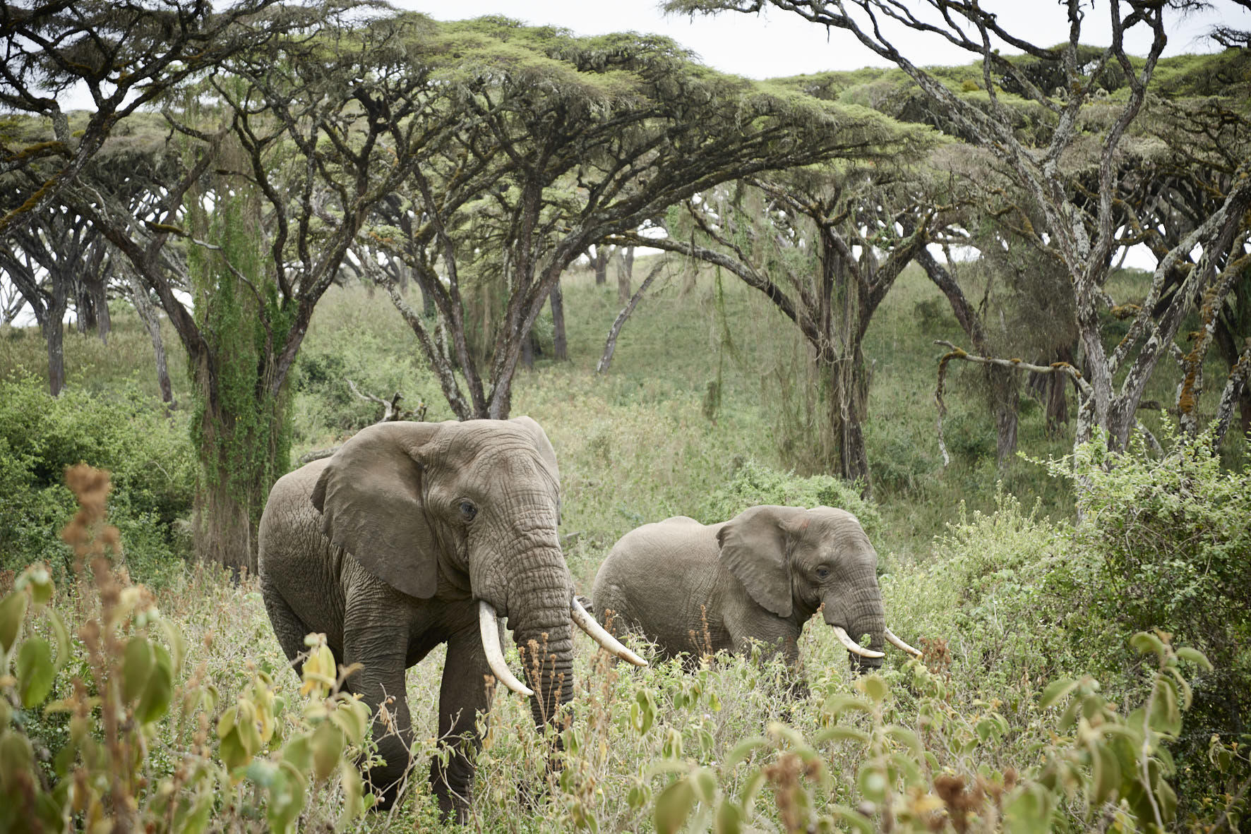 KILIMANJARO DAY HIKE TOUR