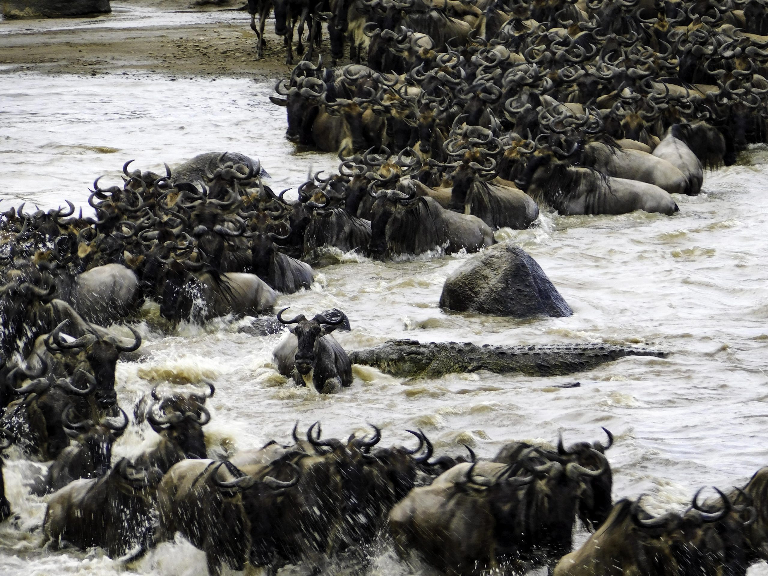 4 DAYS PRIVATE SAFARI SERENGETI, NGORONGORO AND TARANGIRE