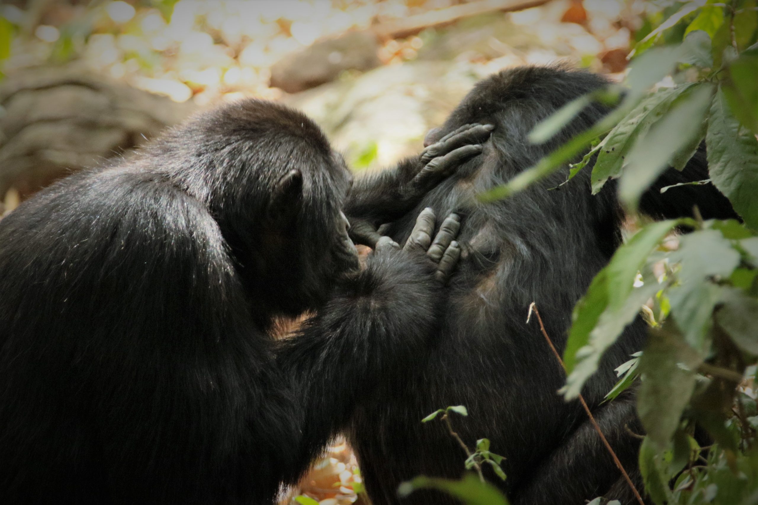 Primates & Wildlife Uganda Safari