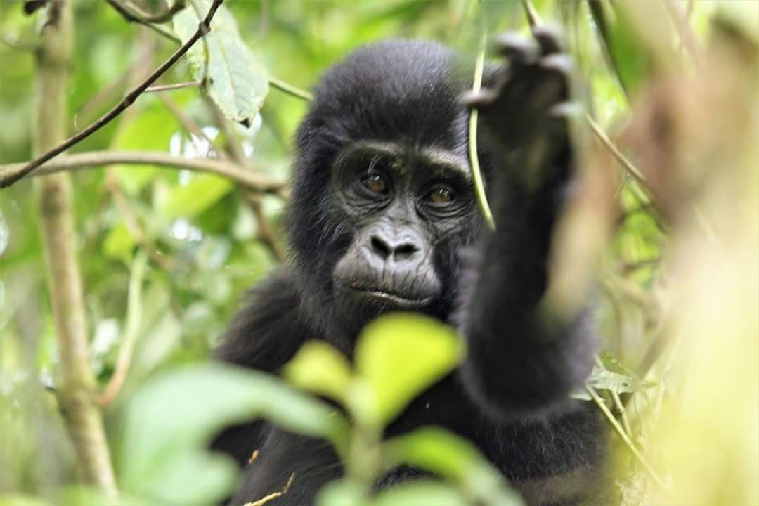 Uganda Gorillas Safari