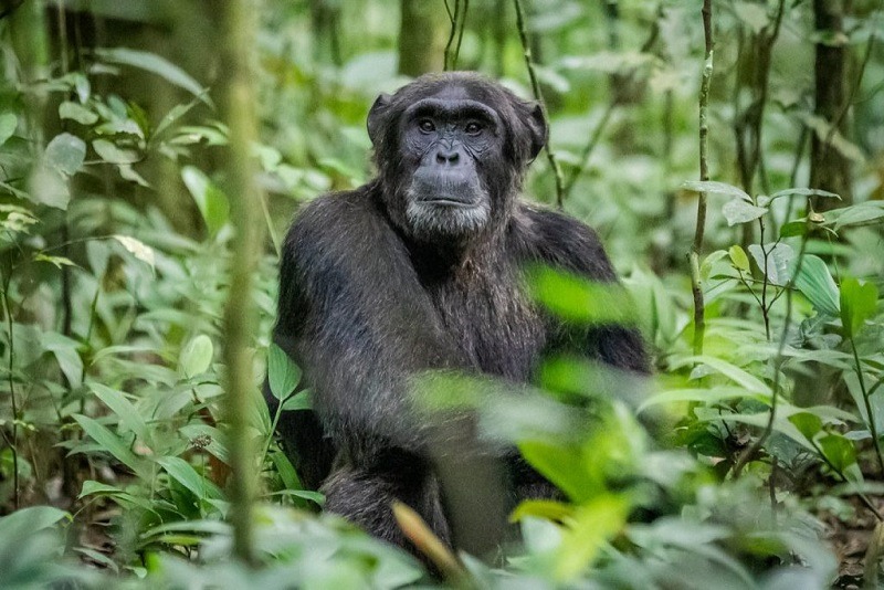 3 Days Chimps Trekking/habituation Plus Bigodi Holiday