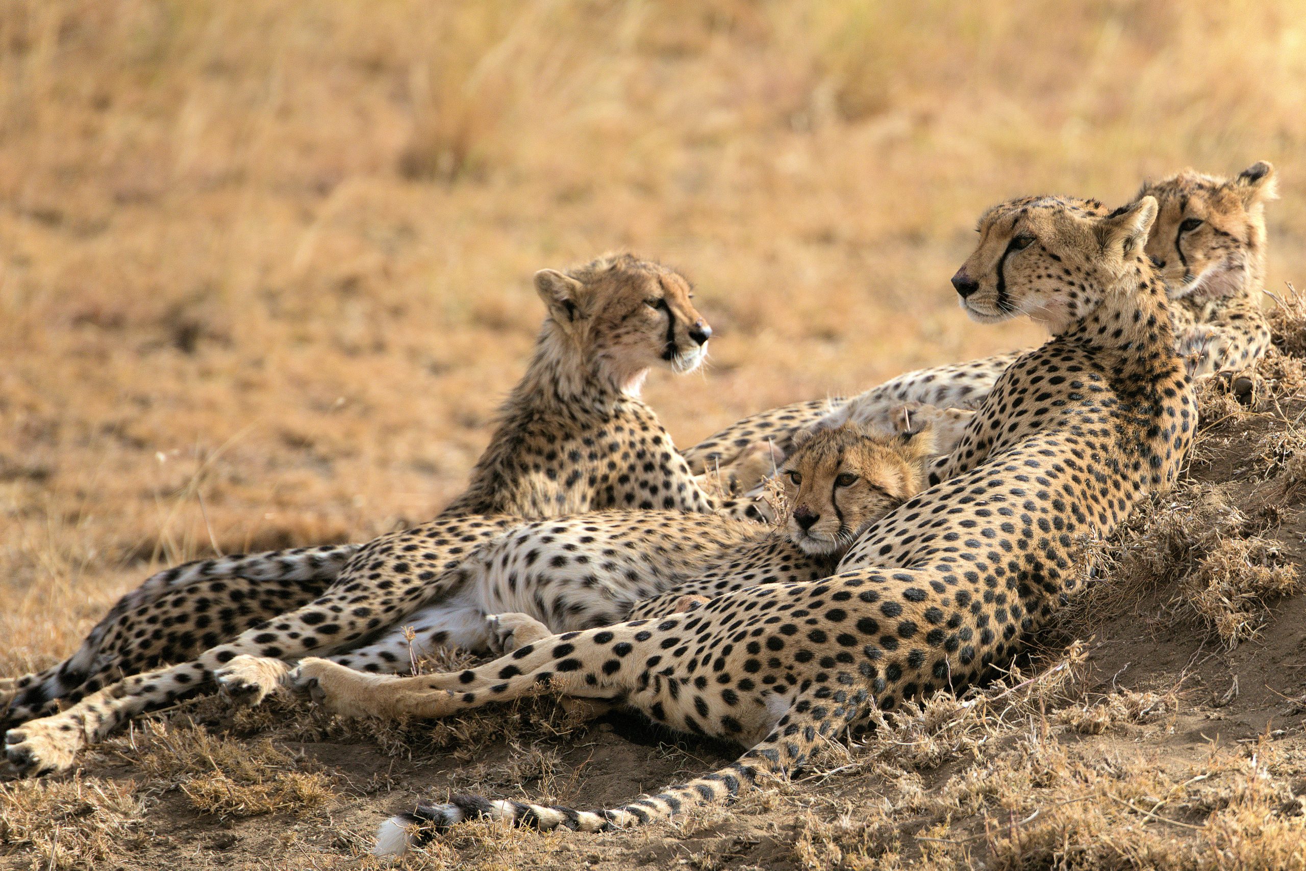 7 Day Budget Tanzania Safari