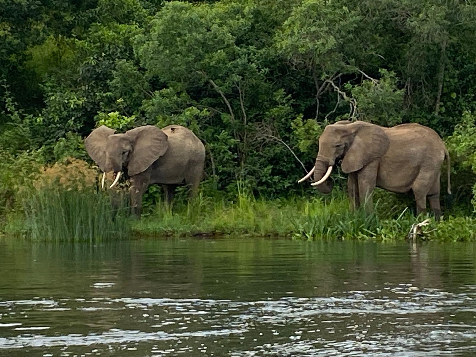 Jambo discovery trails