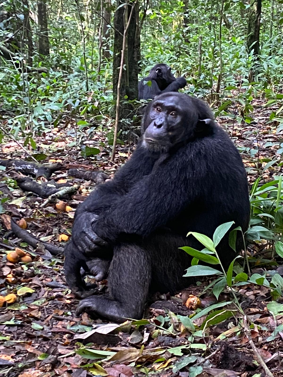 Gorilla trails Adventure