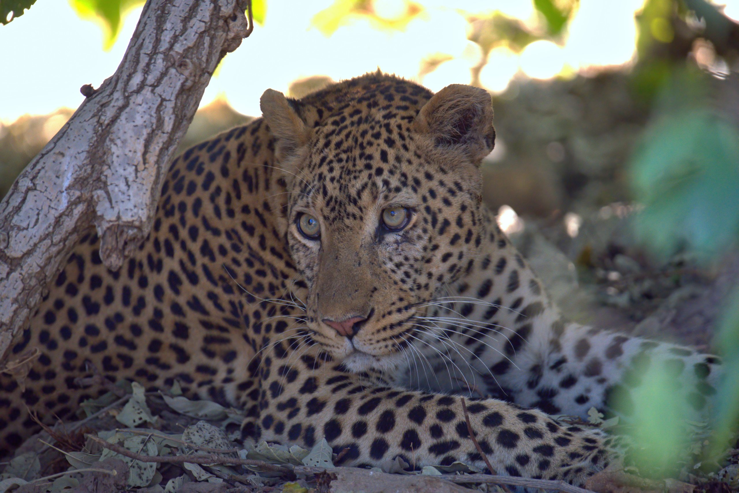 10 Day Luxury Tanzania Safari