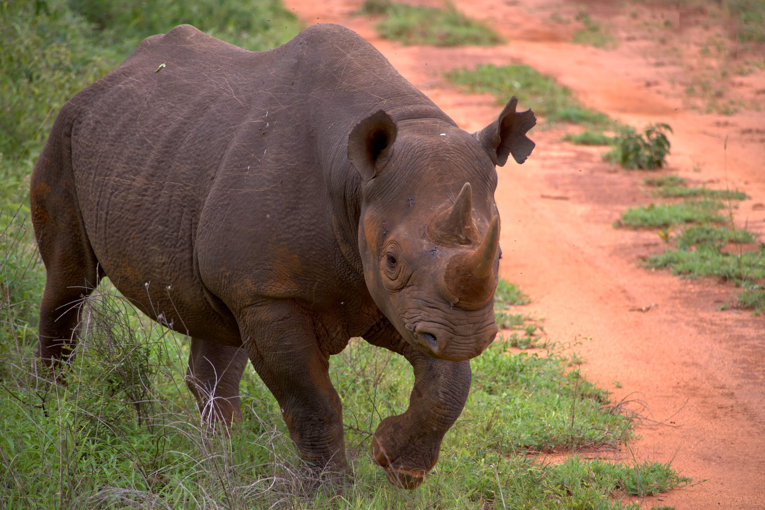 15 Day Mid-Range Tanzania Safari
