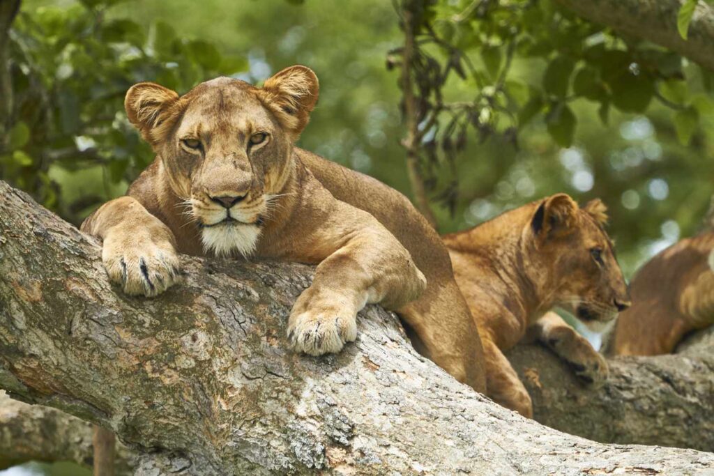 3 Days Queen Elizabeth National Park Safari