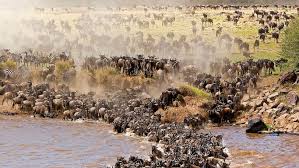5 Days North Serengeti Migration Safari