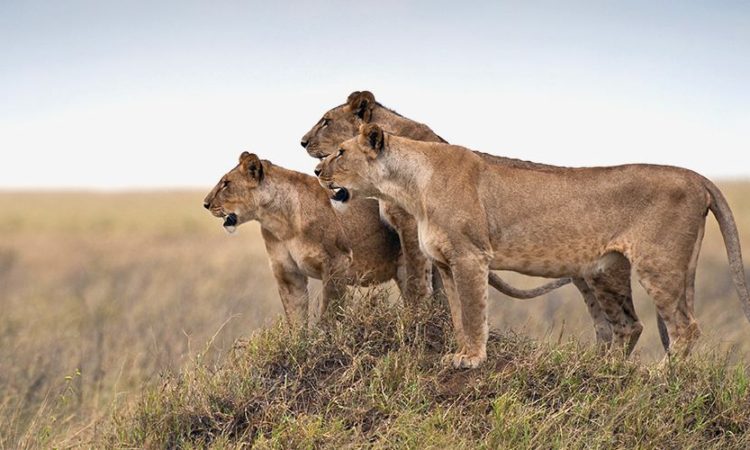 12 DAYS WILDLIFE SAFARI & BEACH HOLIDAY