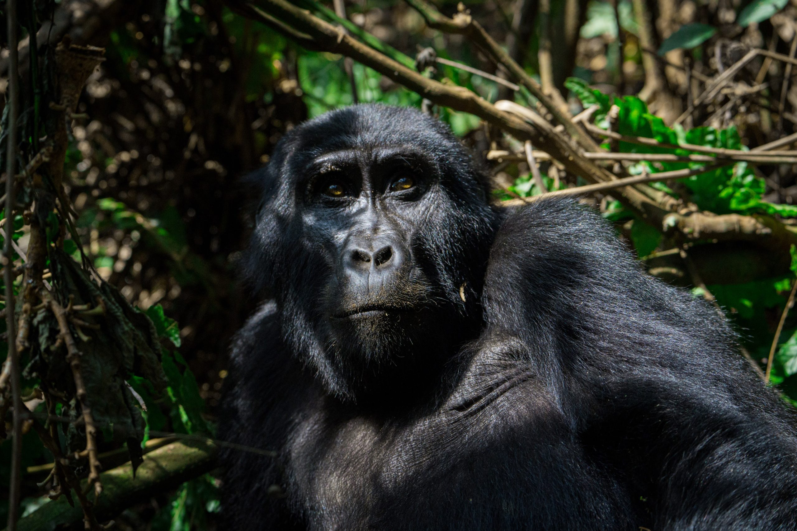 8 Days Uganda Primates Safari