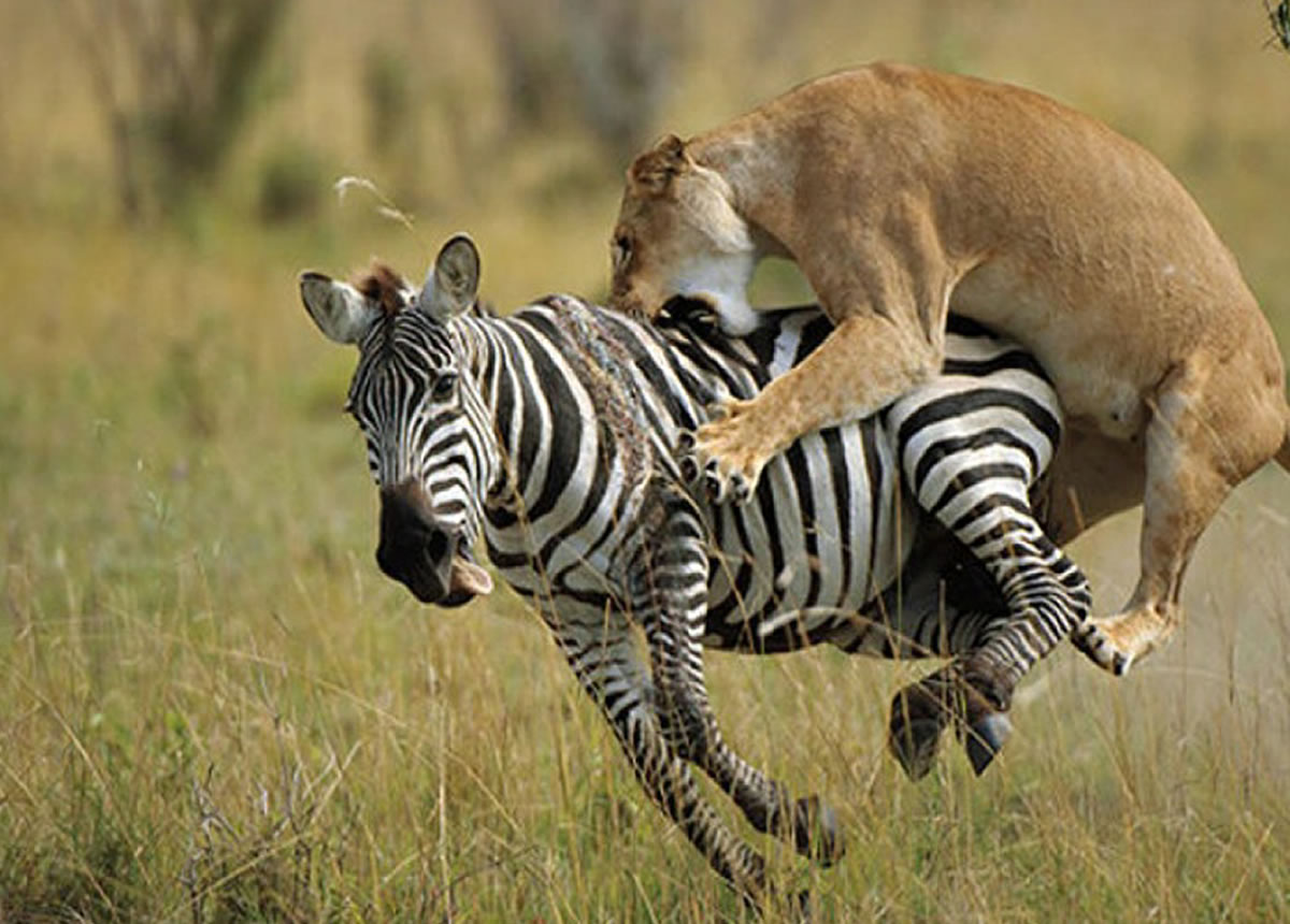 3 DAYS MASAI MARA GROUP SAFARI