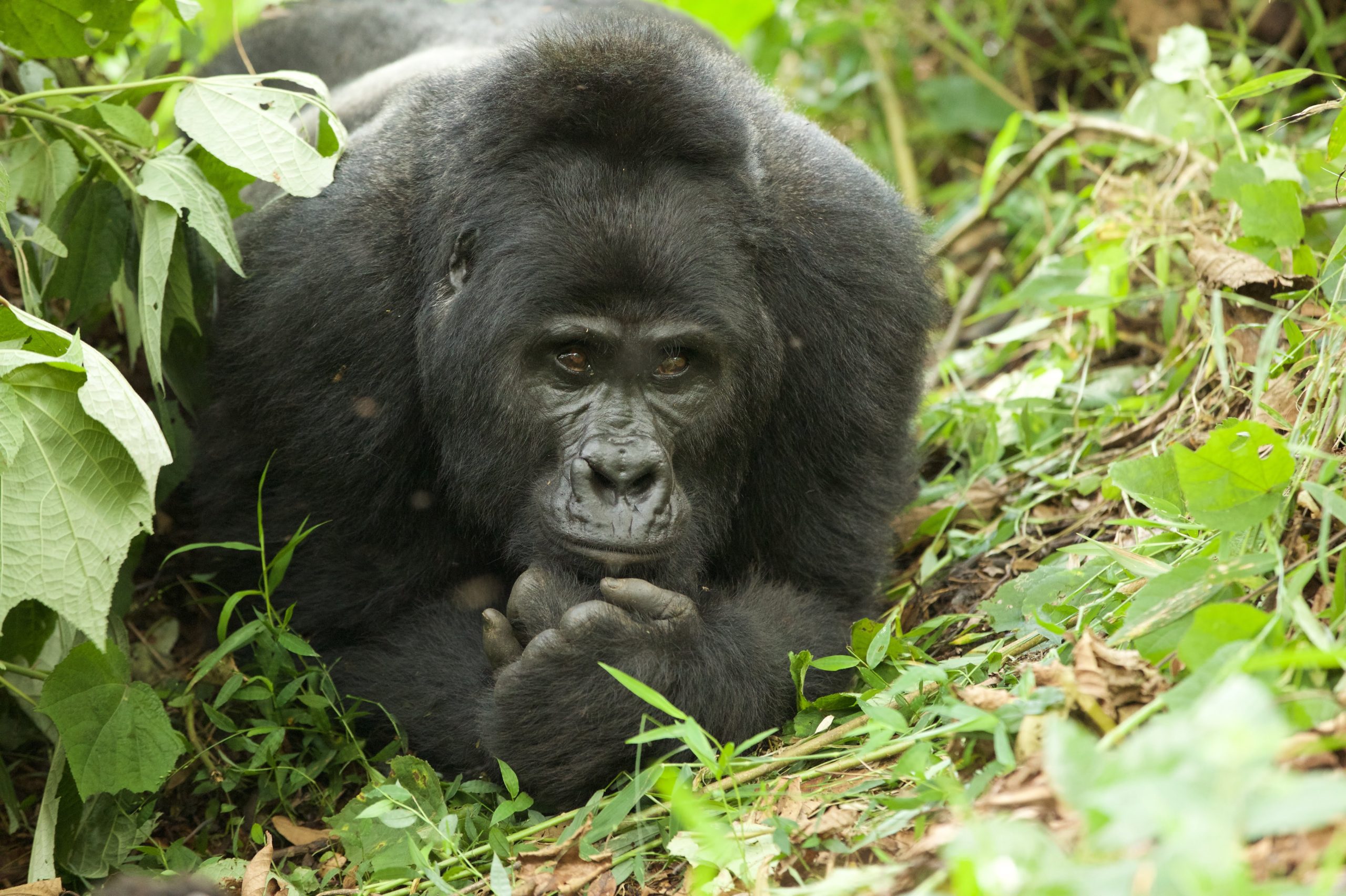 3 Days Rwanda Gorilla Trekking Midrange Tour