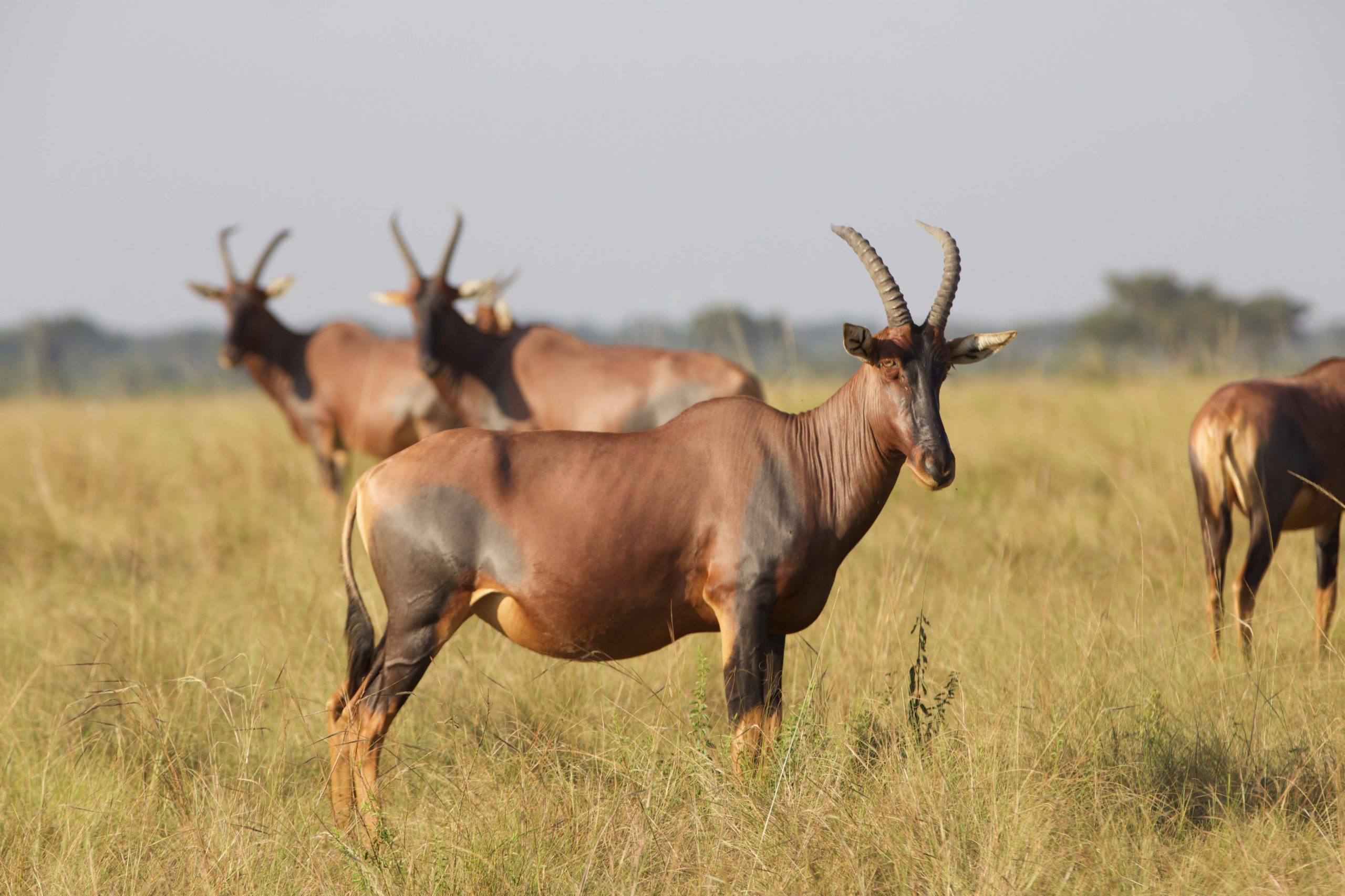 13 Days Best of Uganda, Tanzania & Zanzibar Luxury Safari