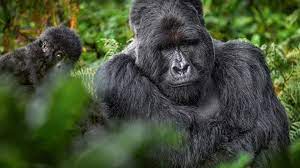 3 Days Uganda Gorilla Trekking