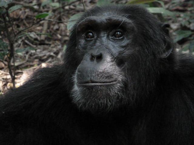 5 Days Uganda Gorillas and Chmpanzee Safari