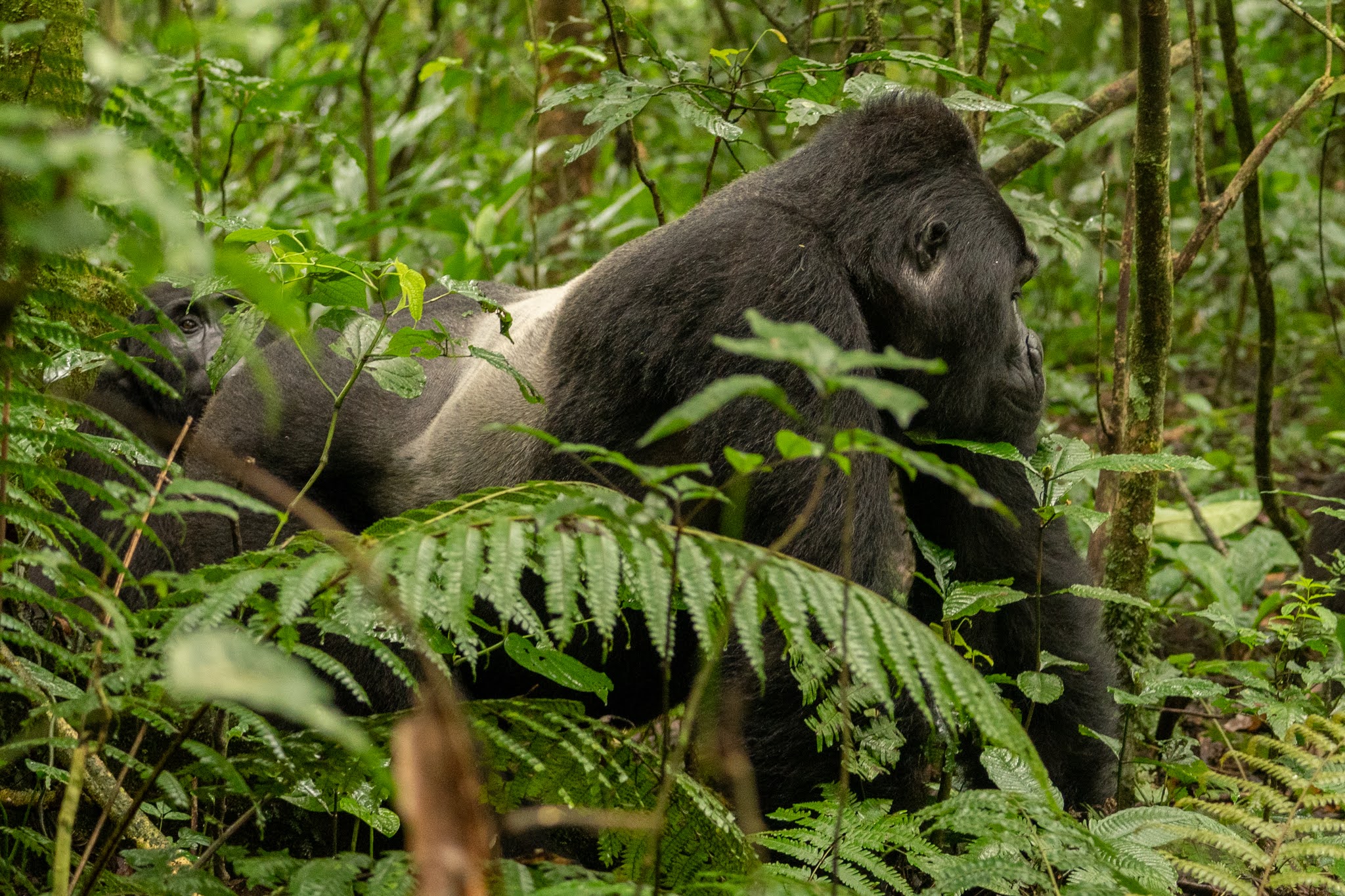 4 Days Rwanda Midrange Tour – Gorilla Trekking & Cultural Adventure