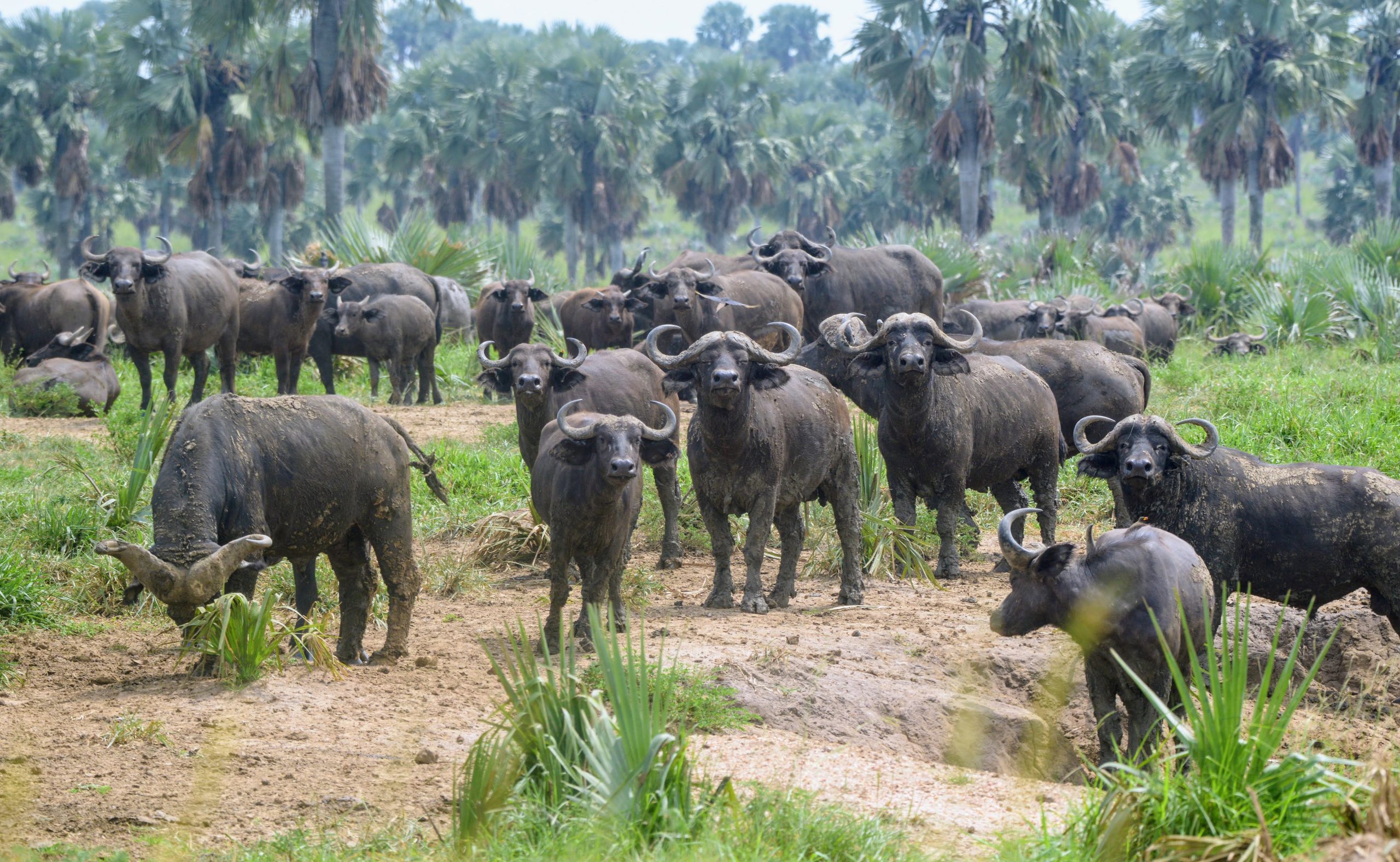 3 Days Uganda Big Five Safari