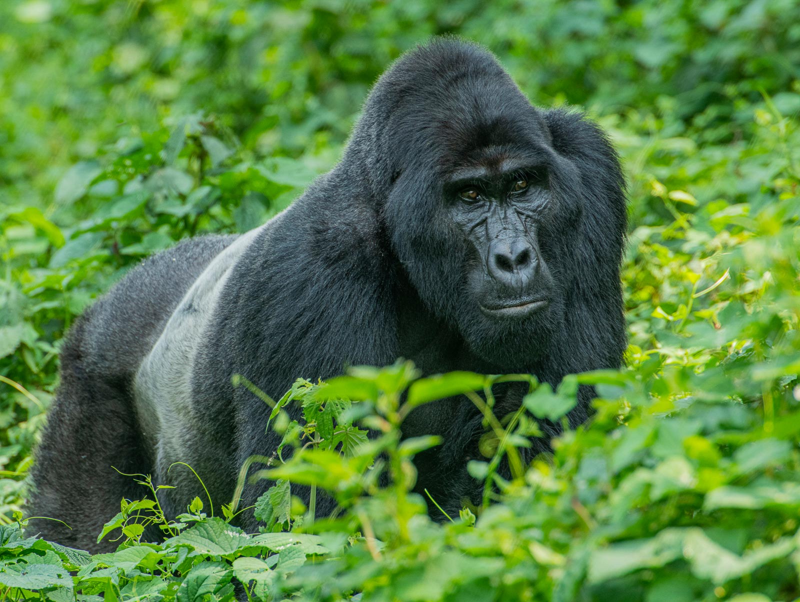 7 Days Uganda Gorillas and Wildlife Safari