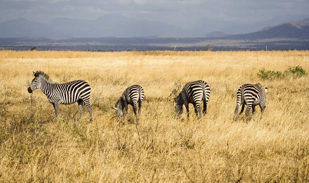 3 Days Safari to Mikumi and Selous National Park