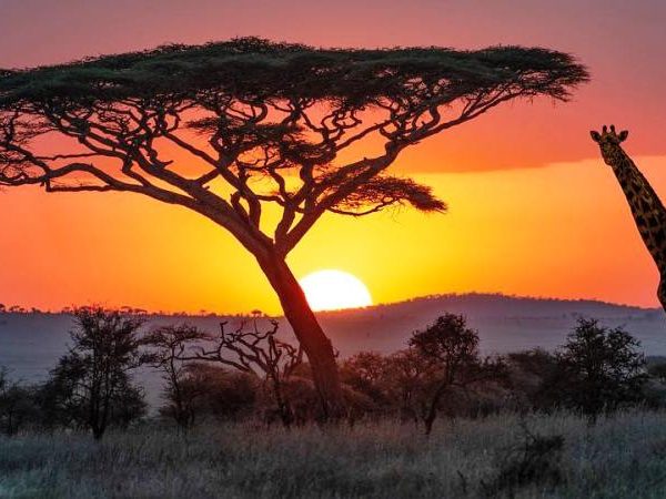 5 Days /4 Nights Lake Manyara/ Serengeti / Ngorongoro Tour