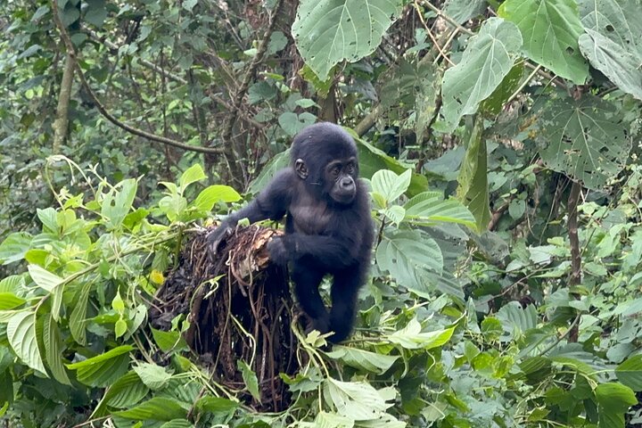 2 Days Bwindi Gorilla Tour Starting From Kigali