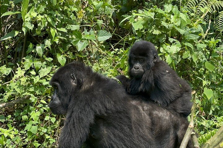 4 Days  Bwindi Gorillas and Lake Bunyonyi