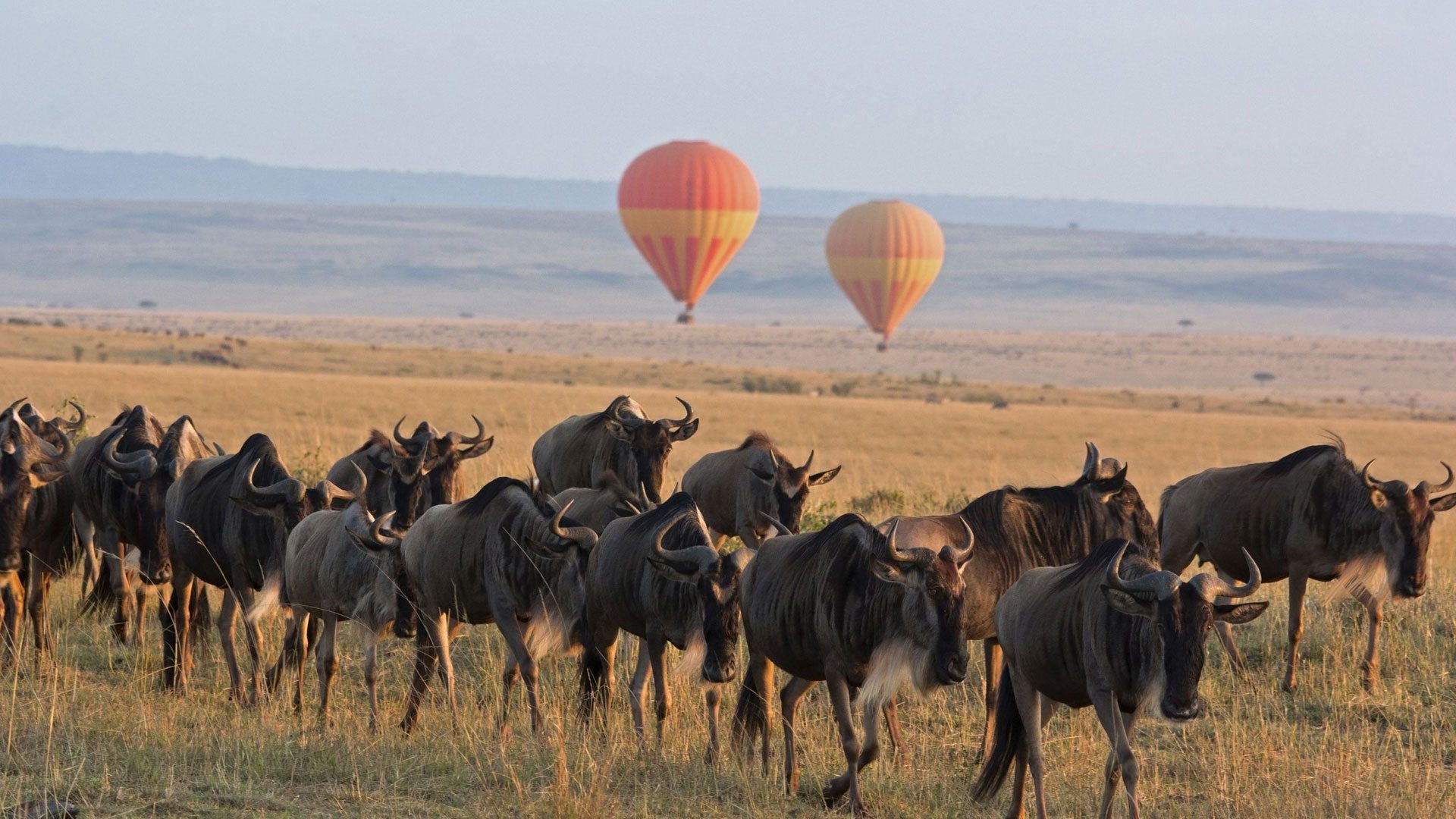 7 Days Tanzania Wildebeest Migration Experience