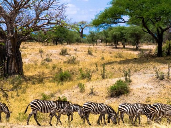 10 Days/9 Nights Tanzania Safari / Zanzibar Beach Vacation