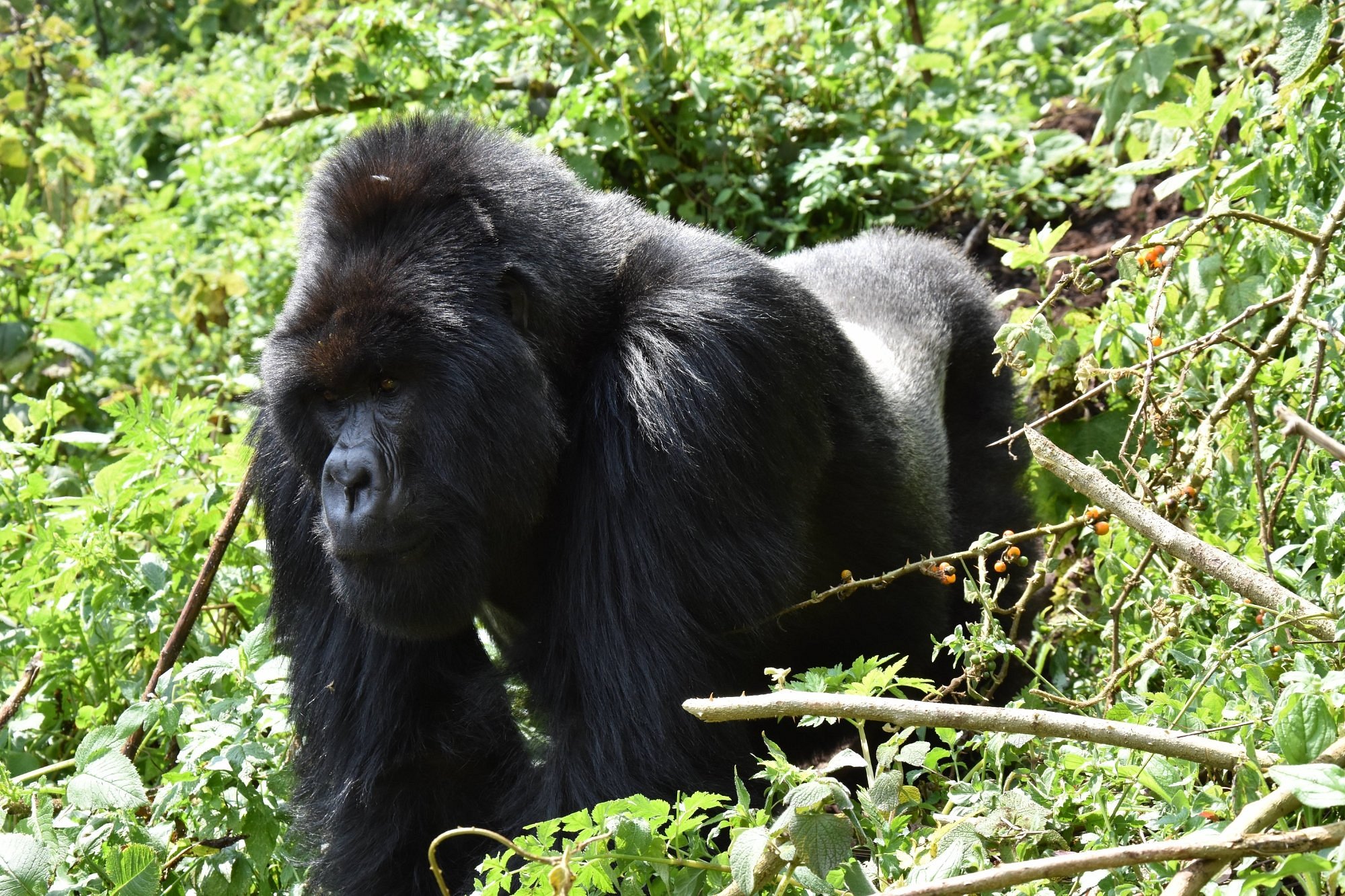 6 Days Rwanda Safari & Lake Kivu