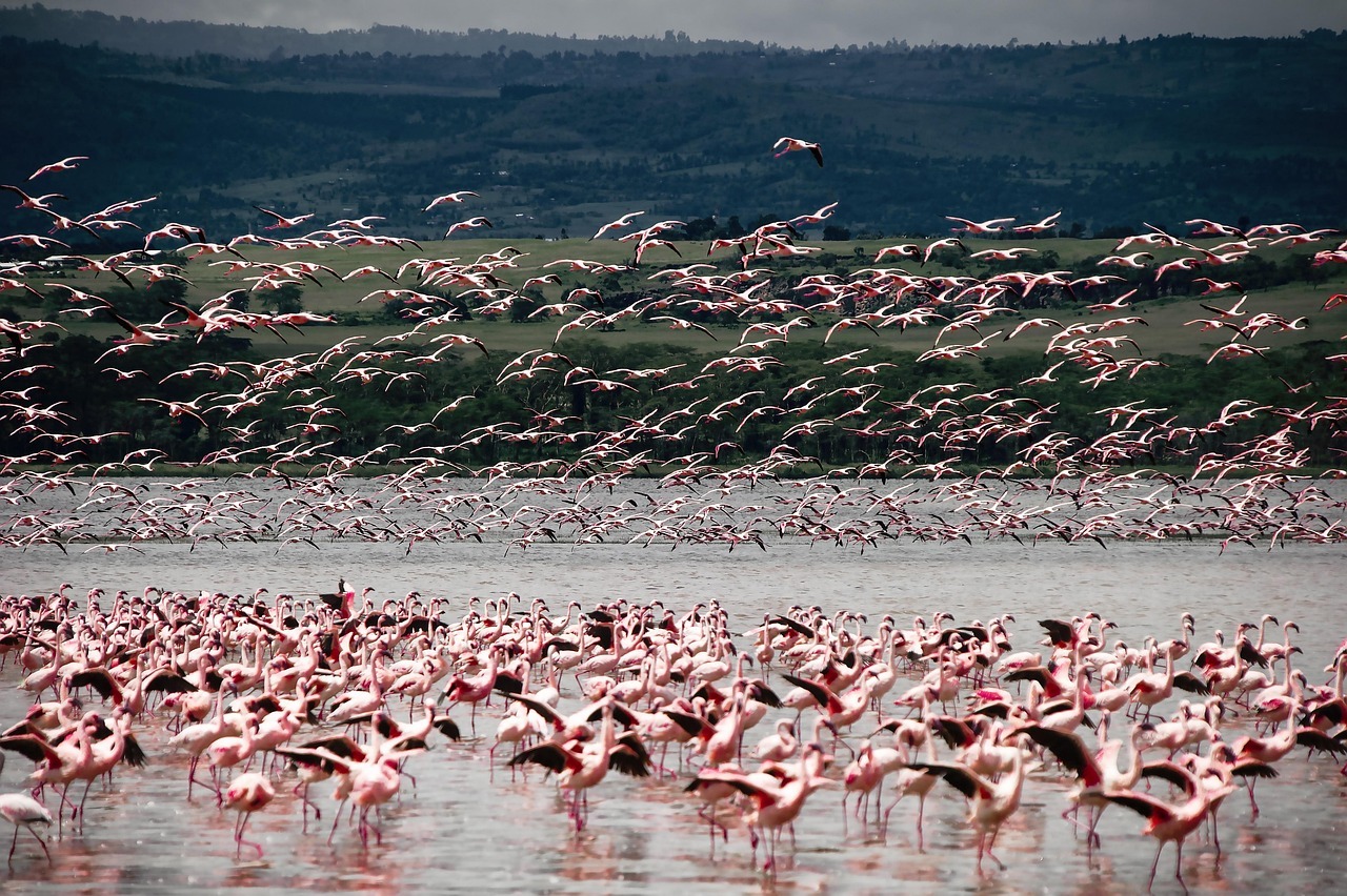 5 Days Tanzania Safari