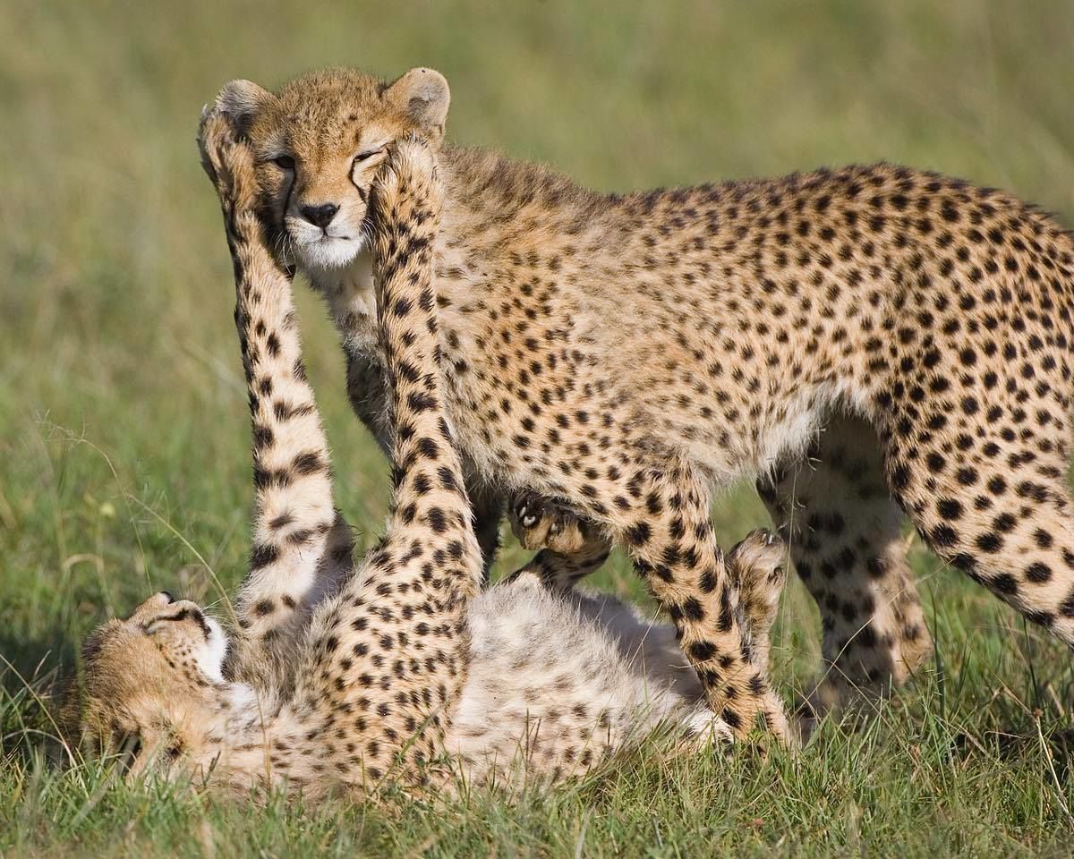 5 Day Serengeti Wildebeest Migration Midrange Safari