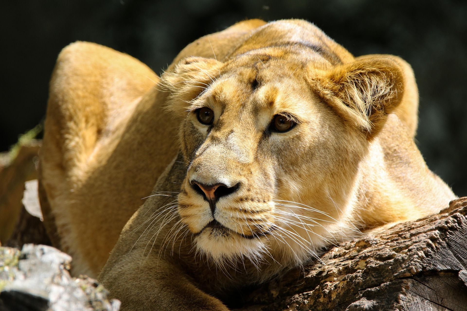 3 Days Nyerere National Park