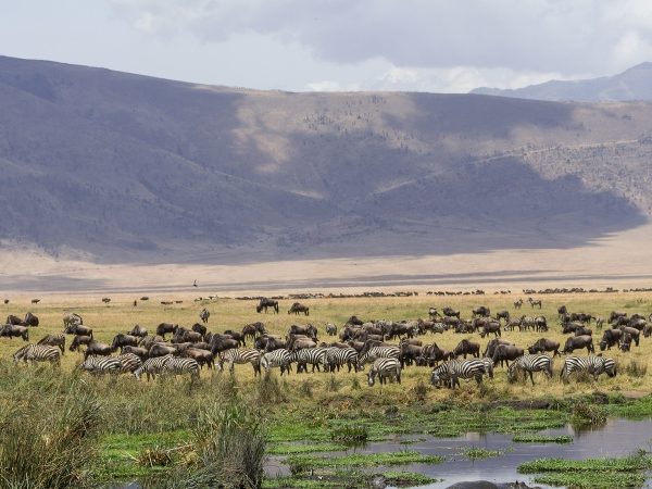 3 Days Ngorongoro Crater Safari