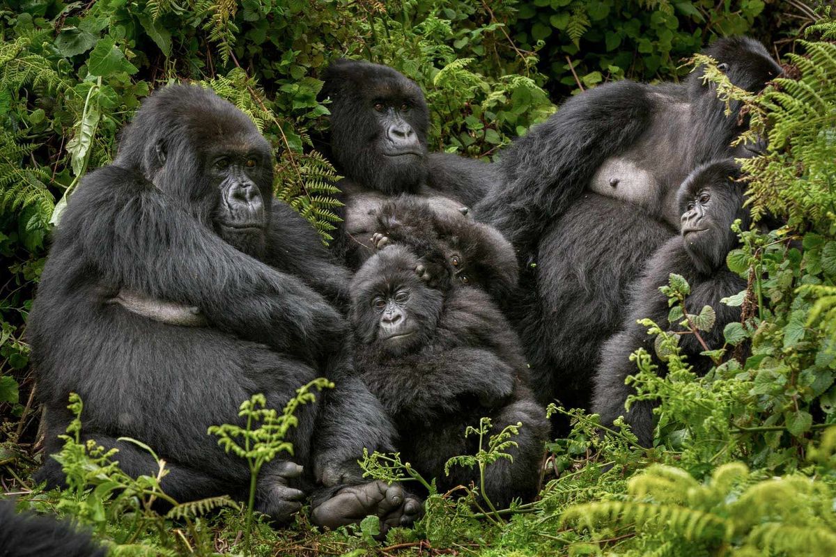 3 Days Uganda Gorilla Trekking Safari Starting from Kigali Rwanda