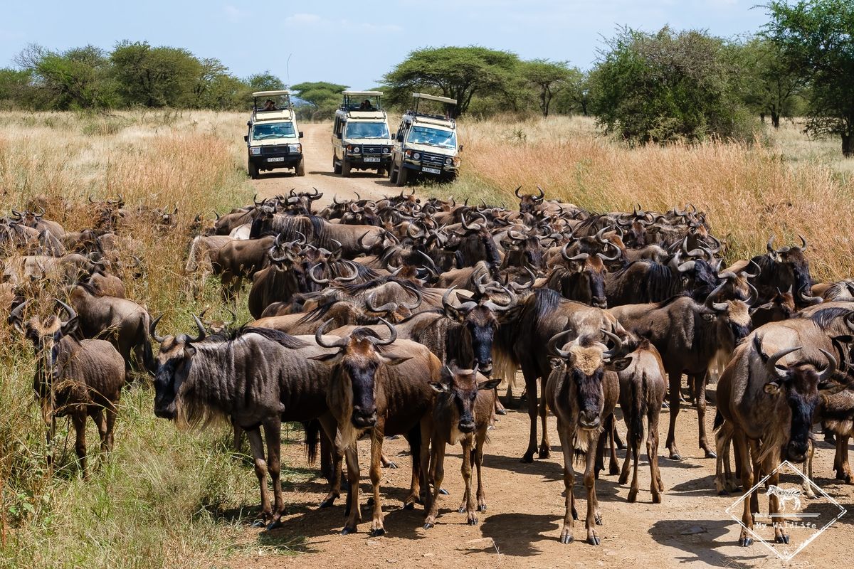 6 Day Tanzania Adventure Midrange Safari