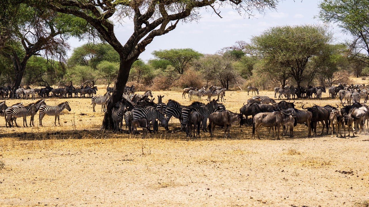 3 Days Ruaha Safari