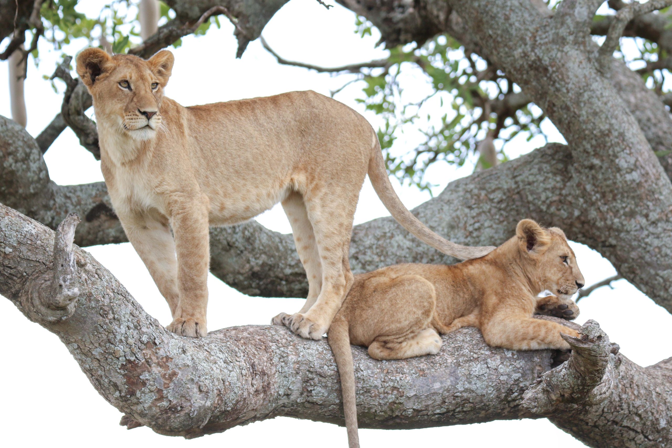 Tanzania 10 day group safari October 2026