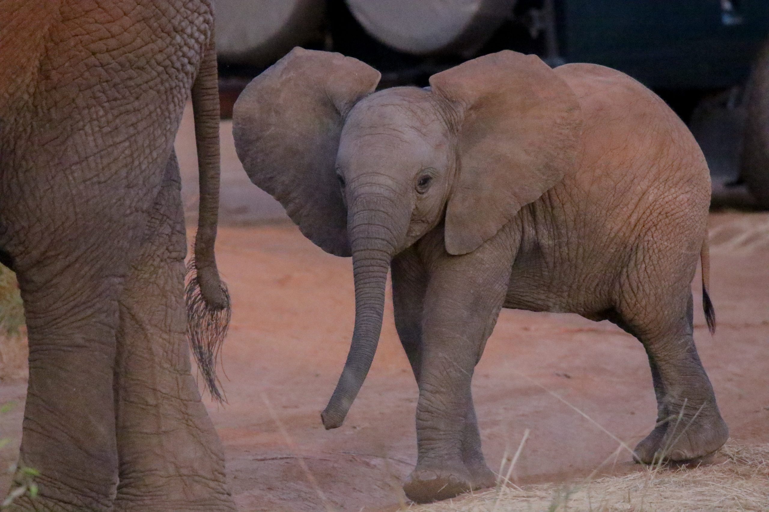 9 Day Chobe, Livingstone, Victoria Falls guided tour October 2026