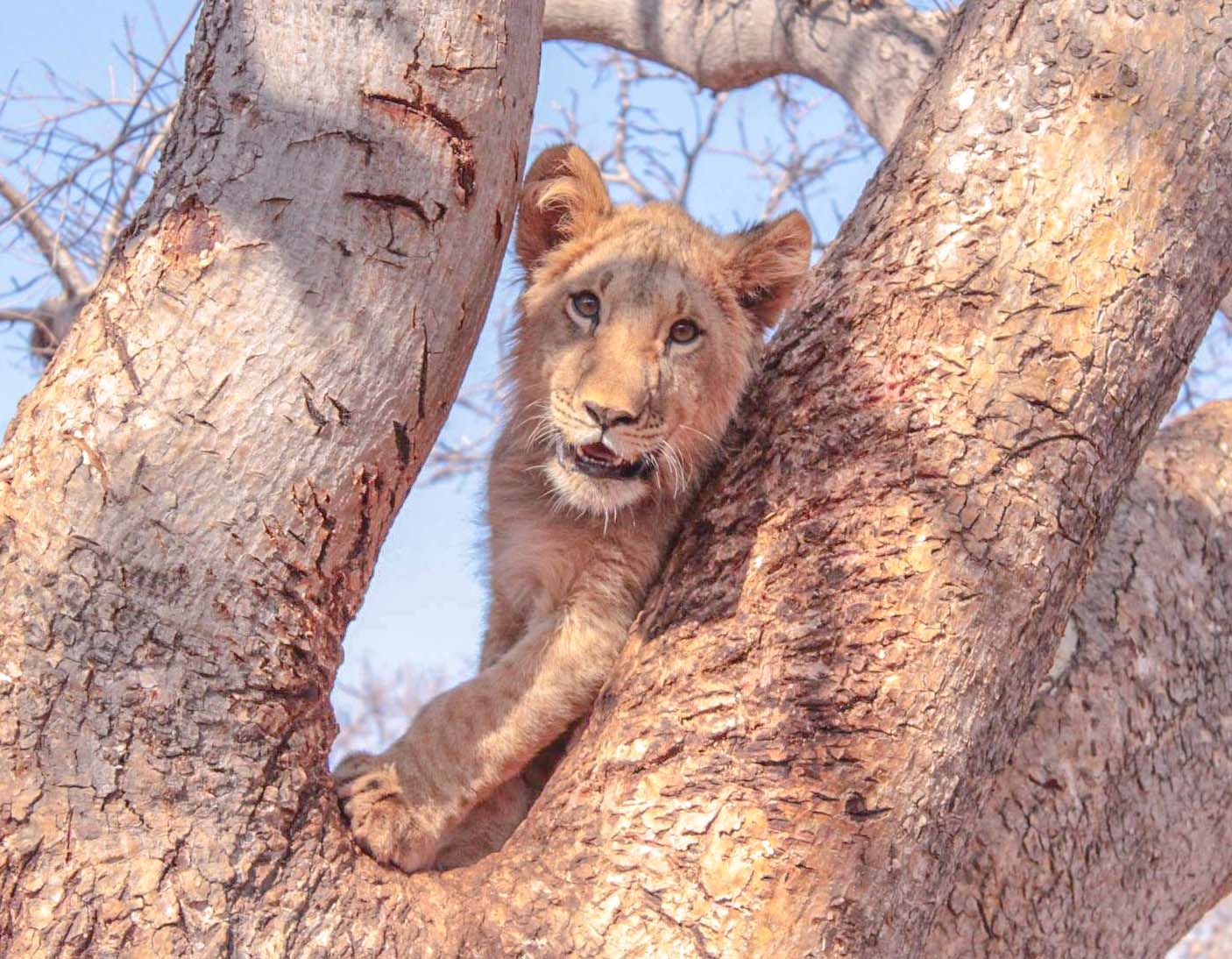 9 Day Zambia, Victoria Falls & Chobe group safari