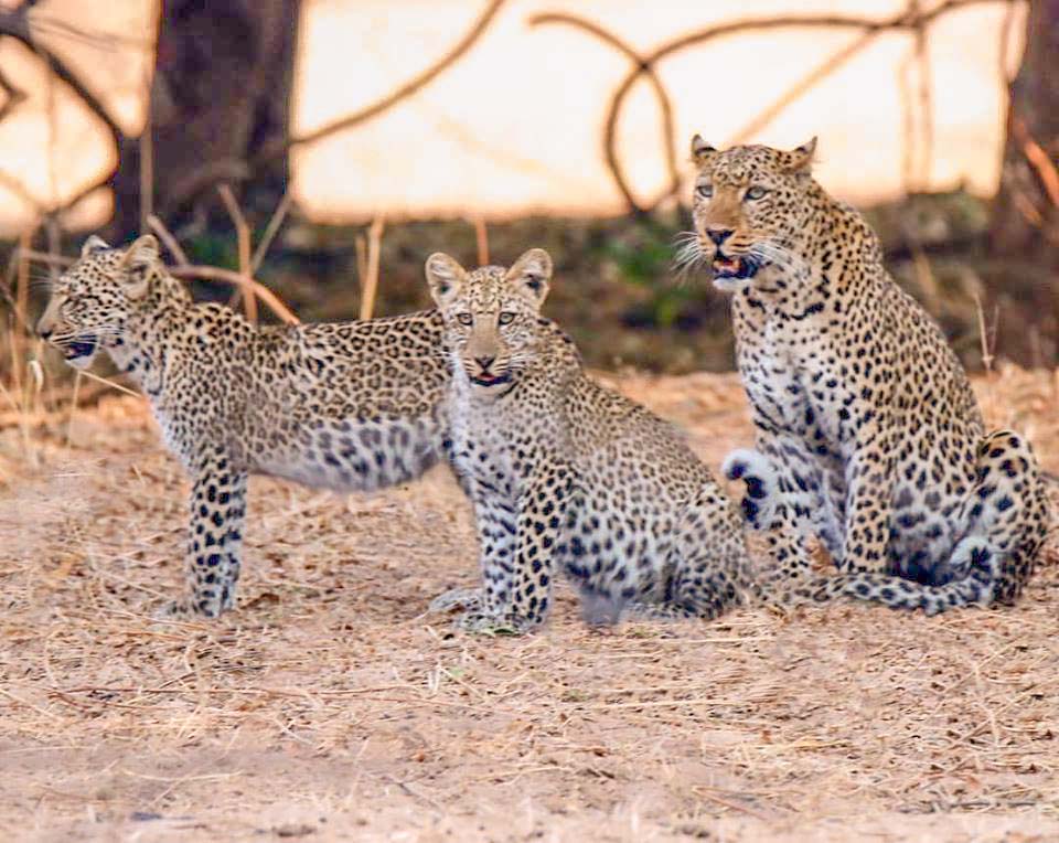 9 Day Chobe, Livingstone, Victoria Falls guided tour October 2026