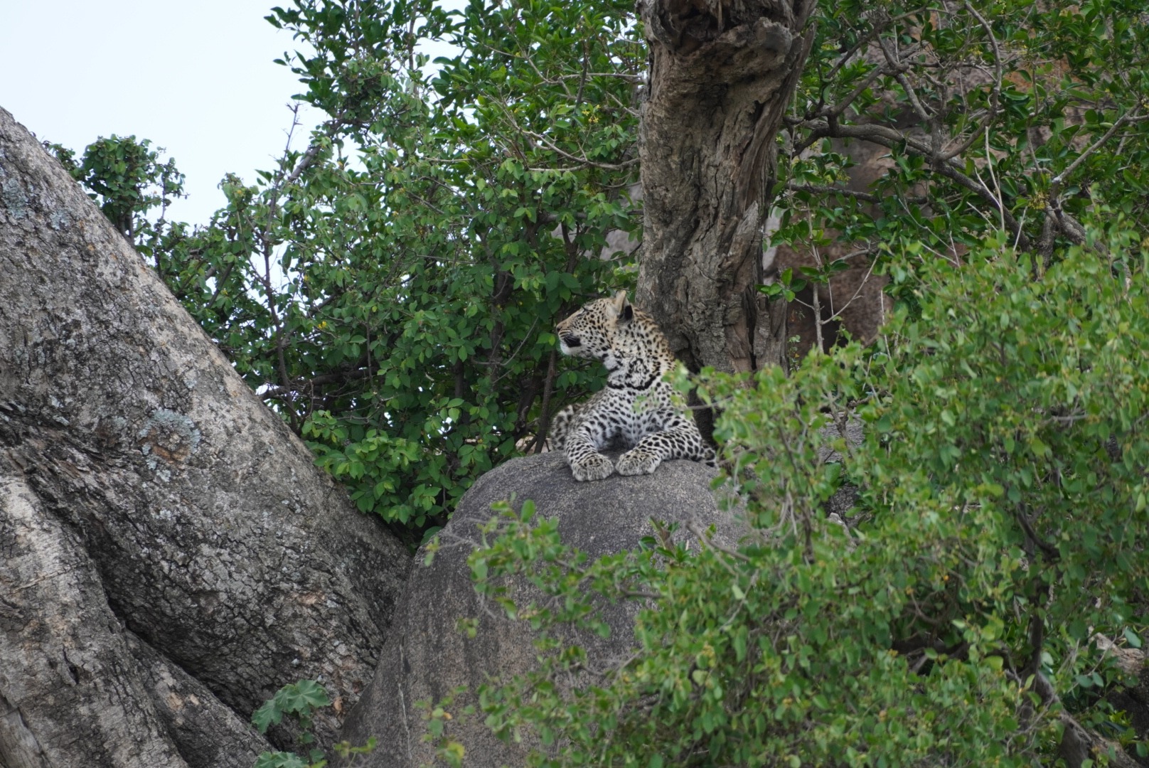 8 day Primate & Cultural Safari