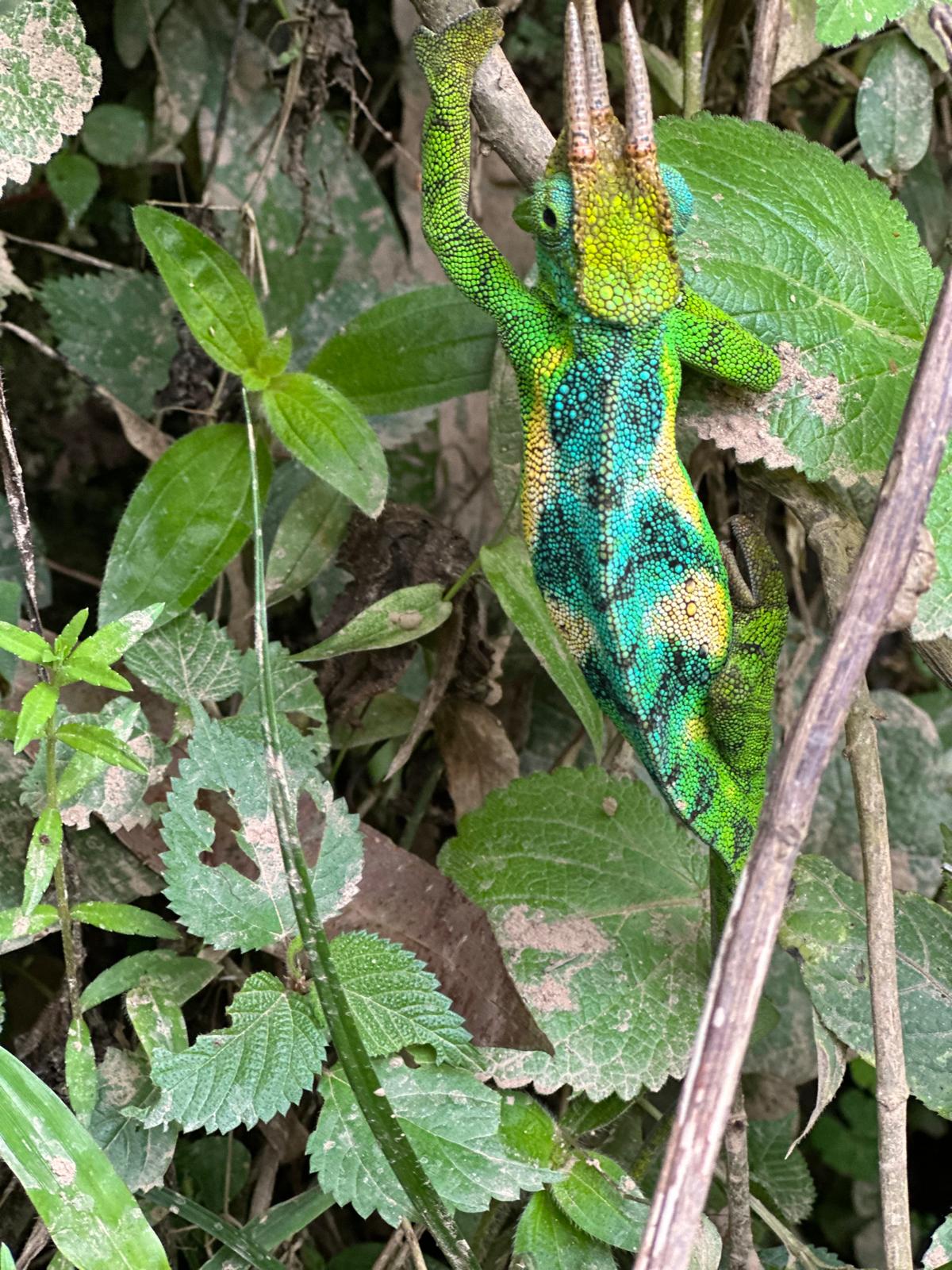 4 Days Uganda Fly-In Gorilla Trekking Safari