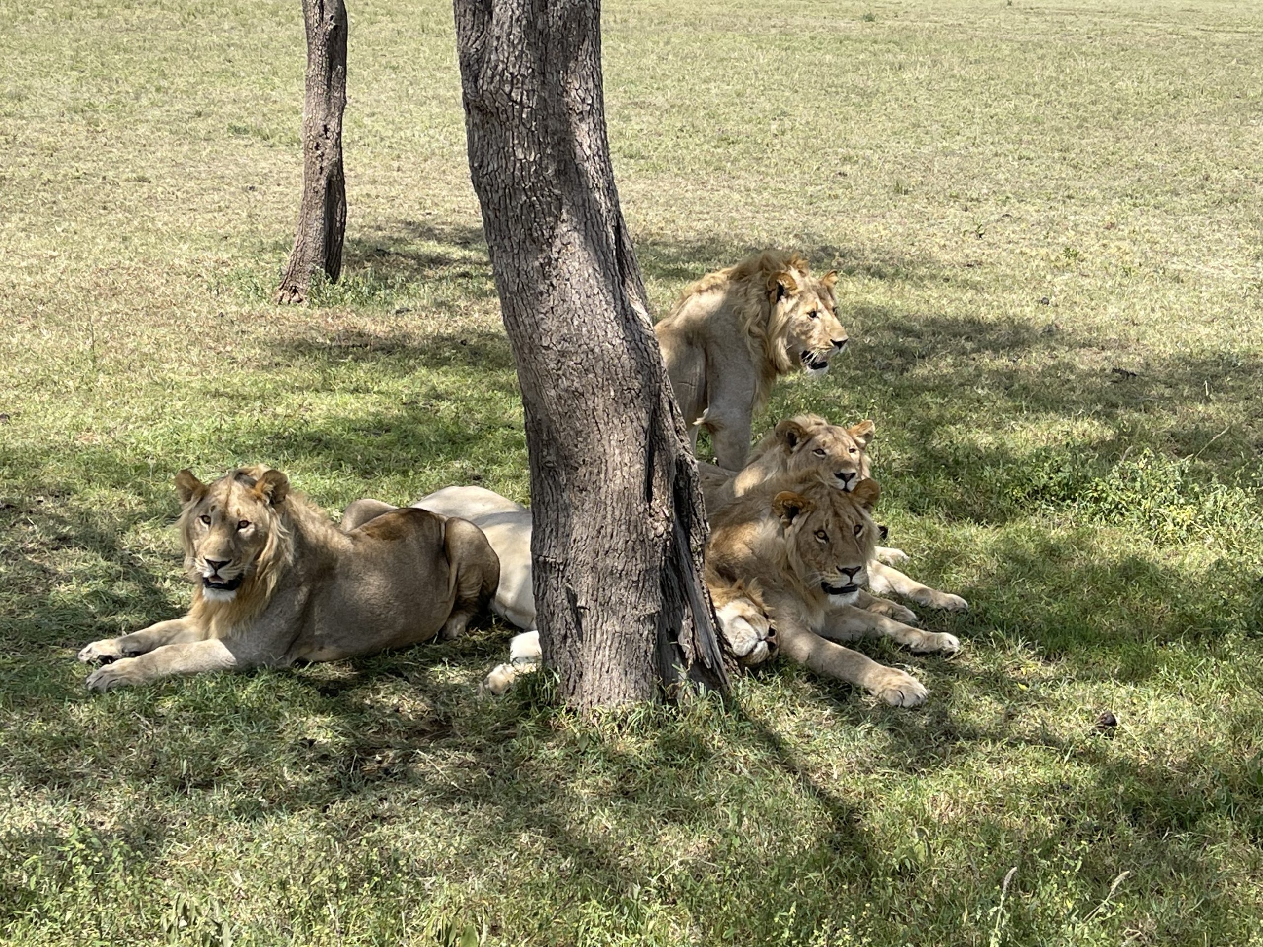 Once in a lifetime Ultimate Primate & Wildlife unforgettable safari