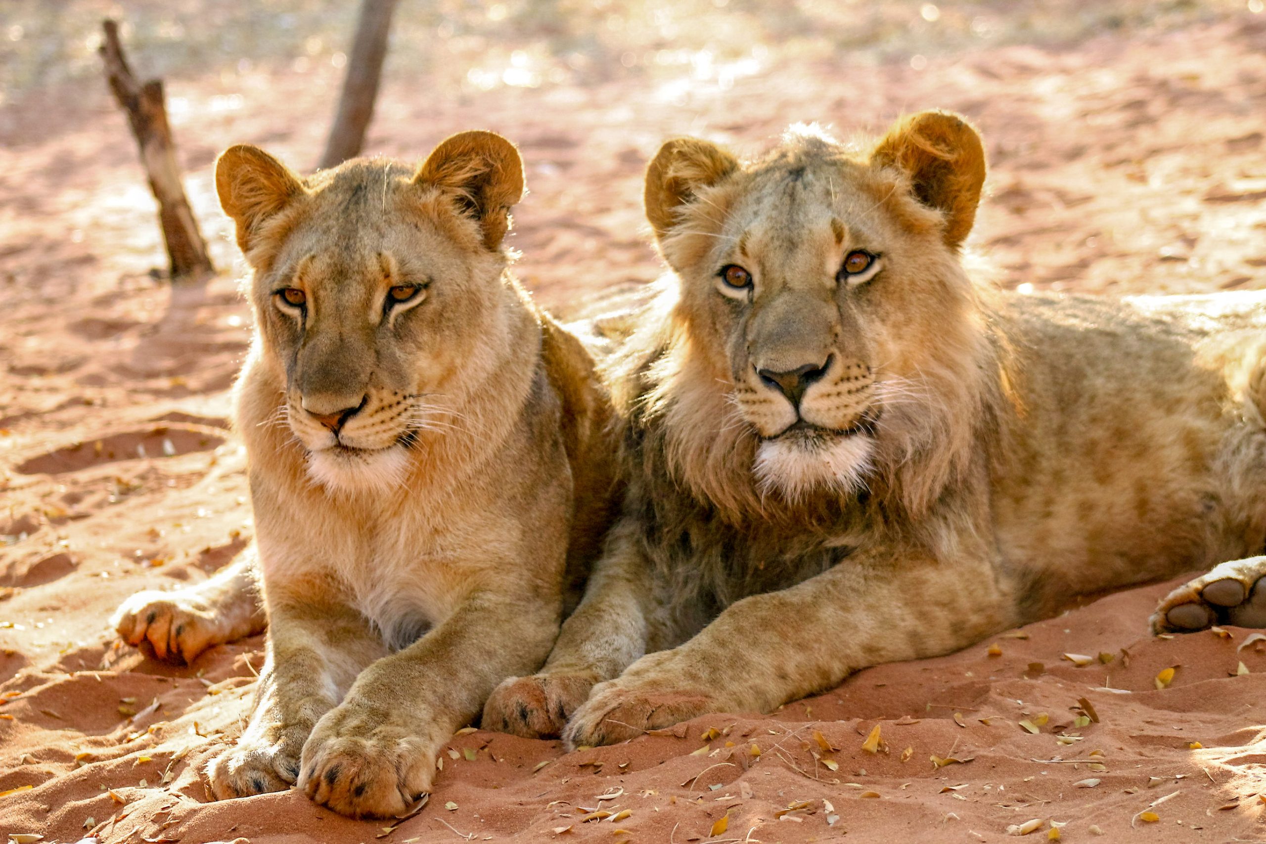 9 Day Zambia, Victoria Falls & Chobe group safari